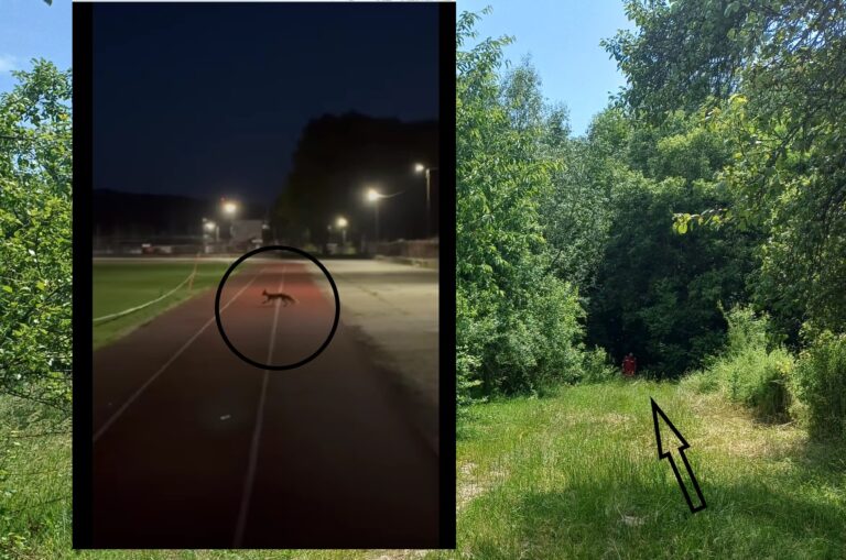 La Câmpulung Muscel, vulpile fac jogging pe stadionul municipal iar urșii le vizitează casele și gospodăriile oamenilor, la orice oră a zilei