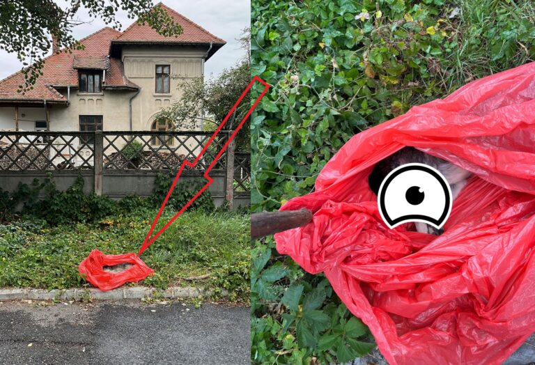 Caz de o cruzime înfiorătoare la Câmpulung Muscel! Un pui de câine a fost descoperit de o persoană, în zona centrală, în spatele Policlinicii Câmpulung, omorât!