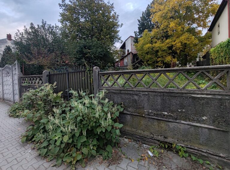 Priviți și vă cruciți! Teren abandonat pe lângă piața Câmpulung. Plantele mai rezistente ca trecătorii!